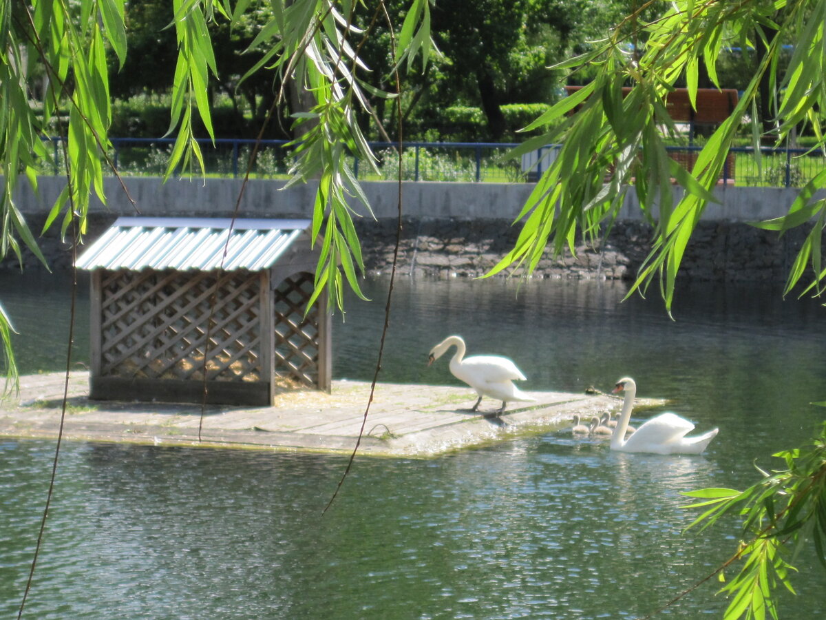 Четыре пушистых комочка. Фото автора