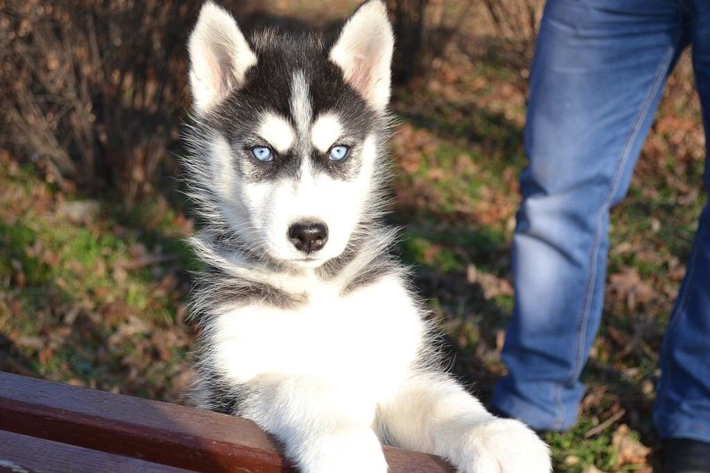 Щенок Сибирской Хаски