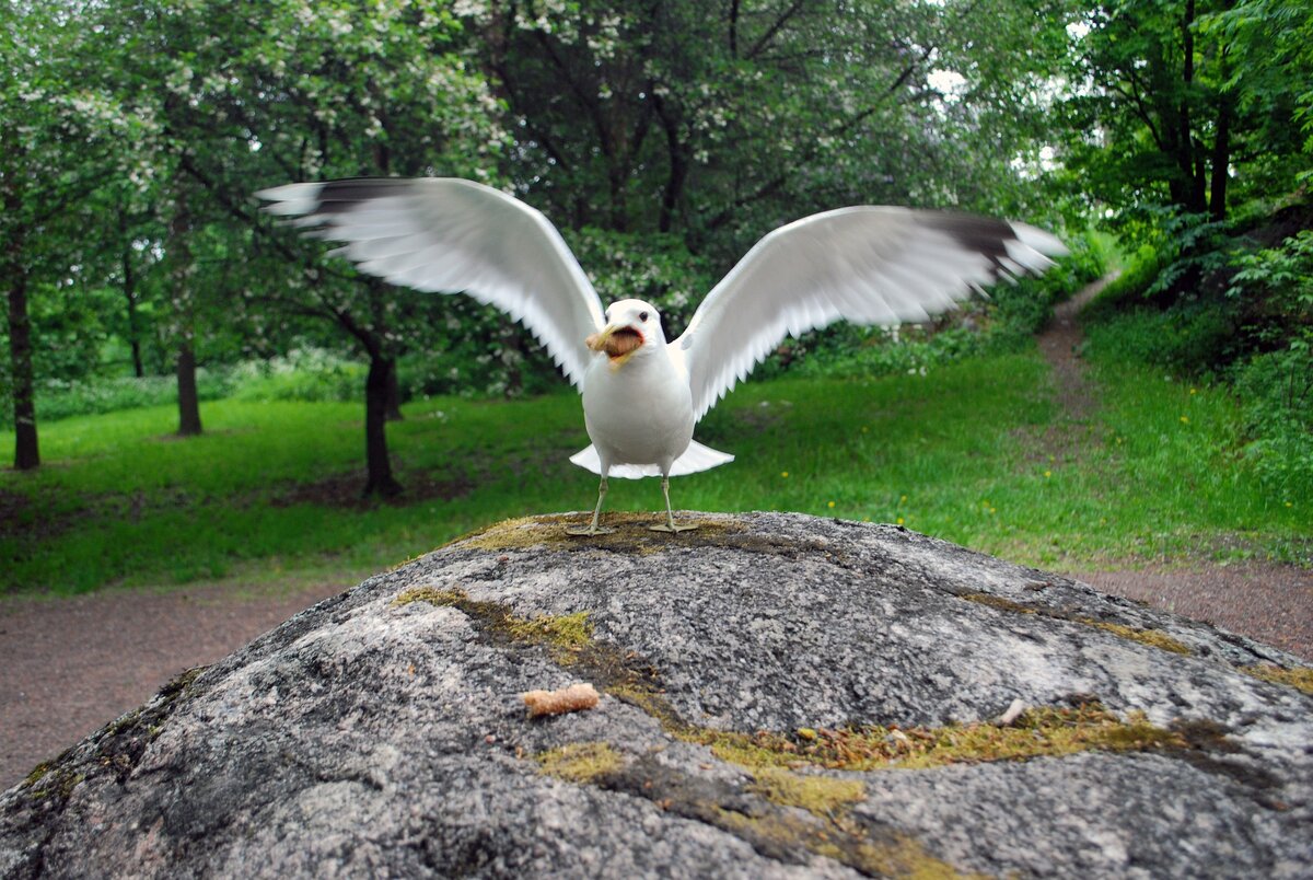 Моя любимая чайка (pixabay. com) 