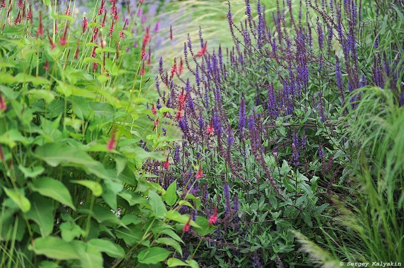 Горец стеблеобъемлющий Summerdance и шалфей дубравный Caradonna