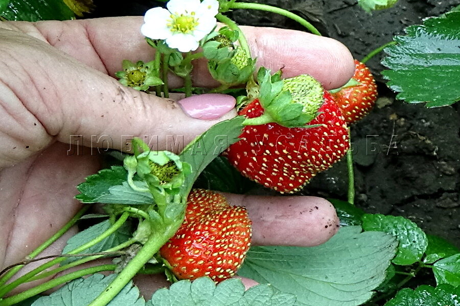 Ремонтантная клубника -вторая волна плодоношения в июле ( Краснодар)