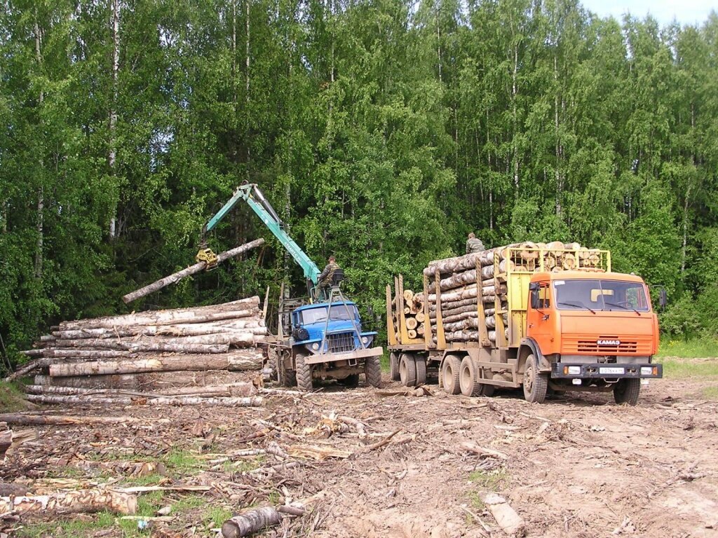 В Тверской области окажут поддержку лесной промышленности