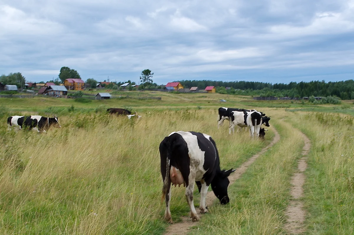 Корова новгородская область. Коровы в деревне. Корова в селе. Скот в деревне. Сельские коровы.