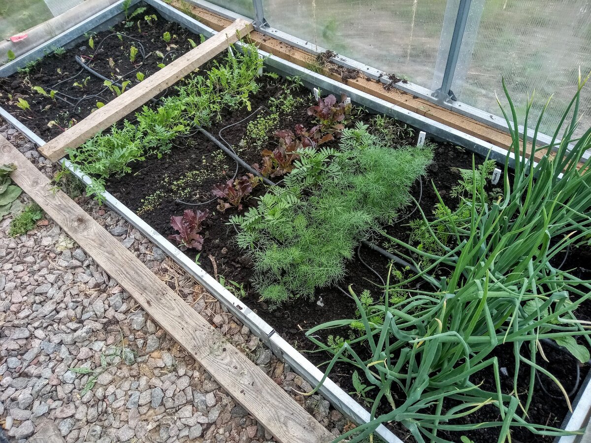 Зеленая грядка в теплице