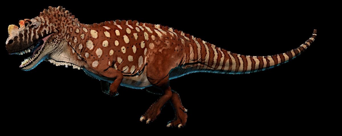 И ещё одна реконструкция цератозавра, демонстрирующая правильное соотношение частей тела. Большая голова, короткие ноги, маленькие передние лапы. 