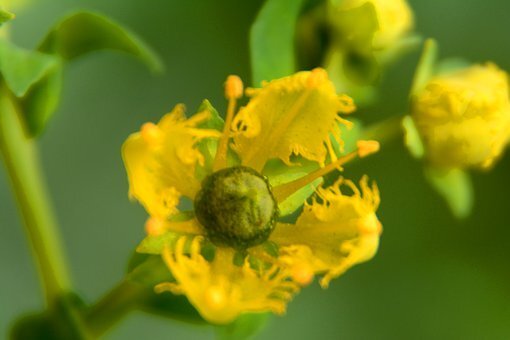 Не червона. Просто РУта!    /Изображение с сайта pixabay.com/