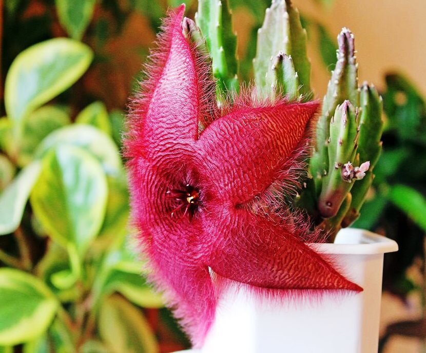 Стапелия Бургундская.