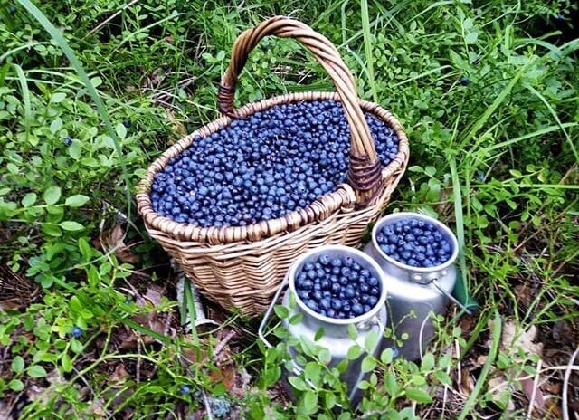 Ах, это лето! Ягодное  царство в лесу