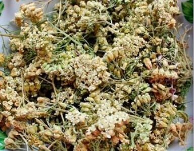 Сушеный тысячелистник