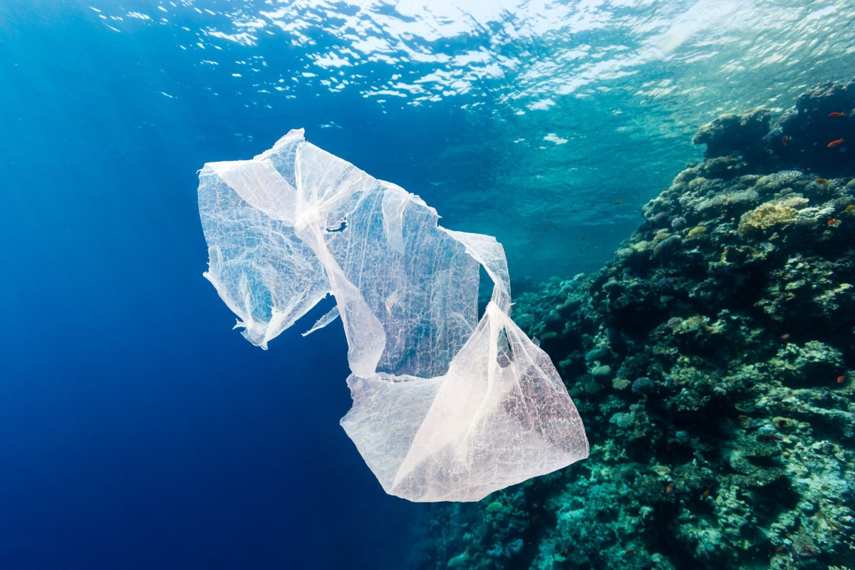 Фото: WWF