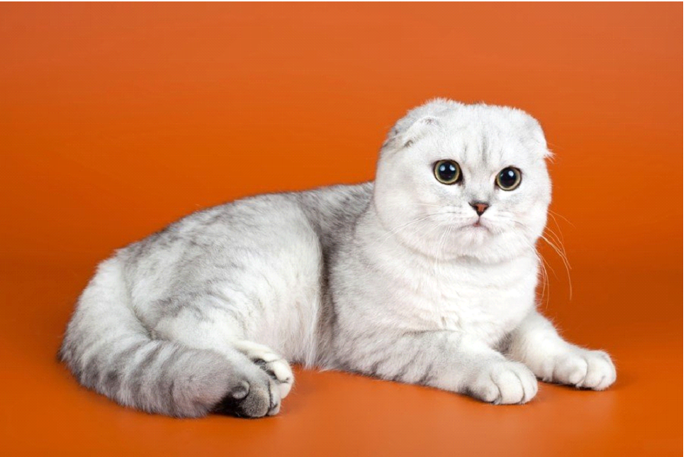 Шотландская вислоухая кошка стоит. Вислоухий скоттиш фолд Султан. Шотландская вислоухая кошка альбинос. Шотландская вислоухая кошка Вита. Шотландская вислоухая кошка самка