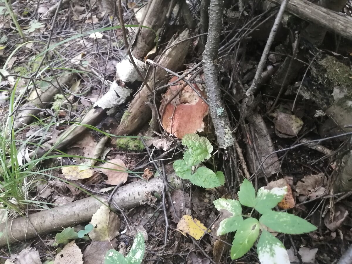 Этот дождался под валежником. Был поеден улиткой, но чист. 