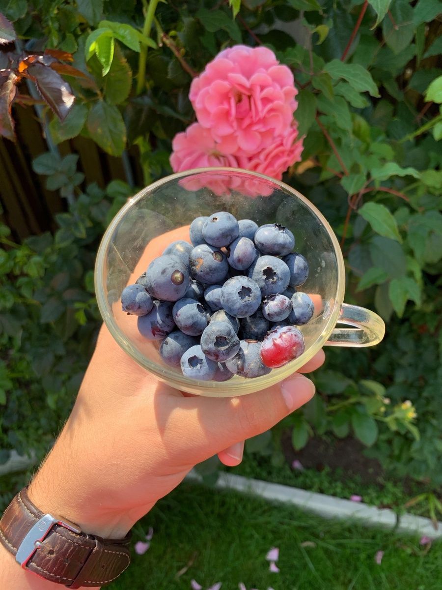 Такое количество голубики полностью востанавливает витаминный баланс в организме.