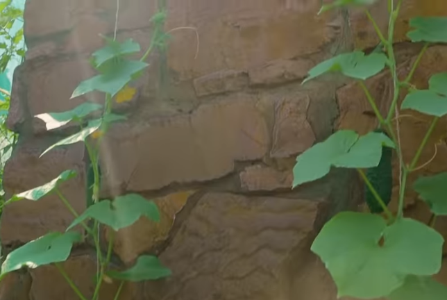 Огурцы лучше подвязывать