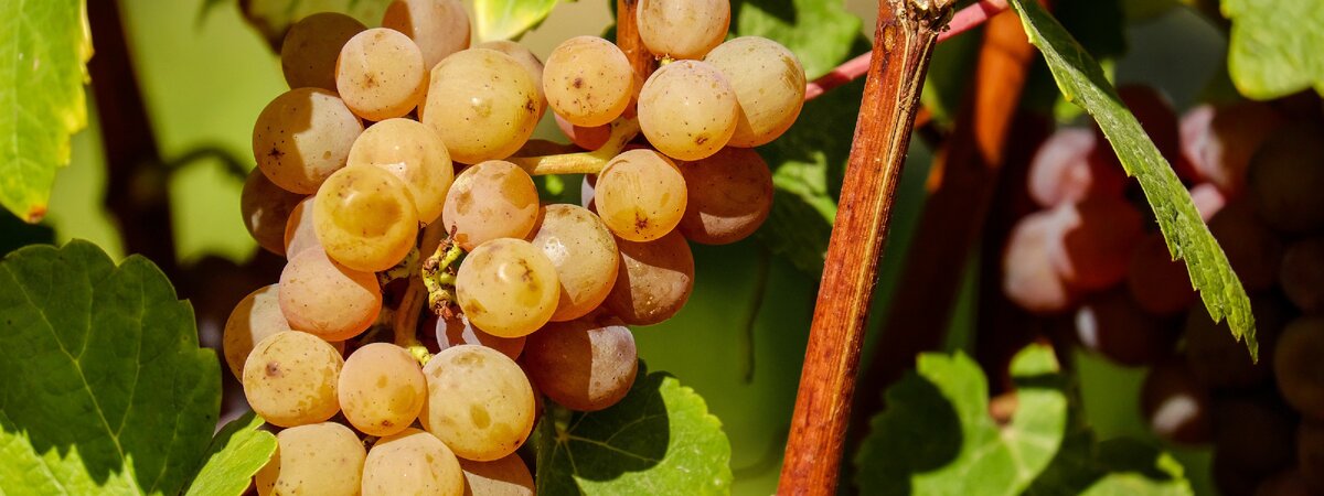 Эта статья о том,что происходит в лозах для подготовки винограда к зиме и что делать если лоза не успевает вызреть.