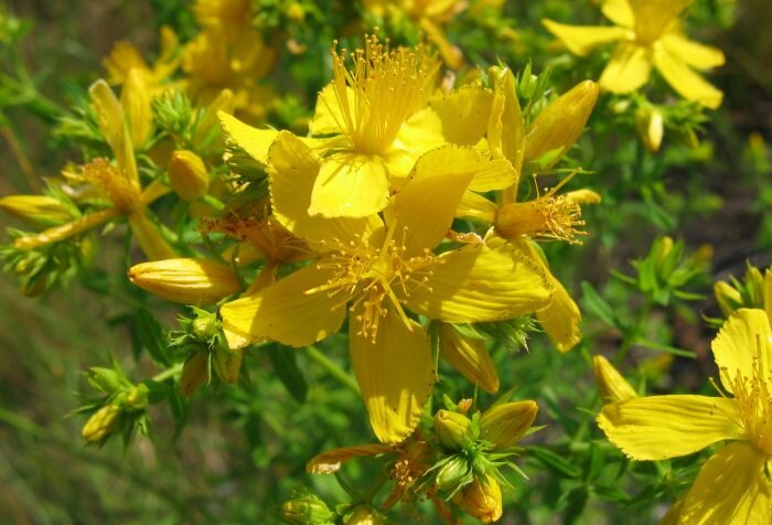 Зверобой помогает при женских заболеваниях