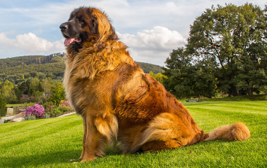 Изображения взято с сайта purinaone.ru