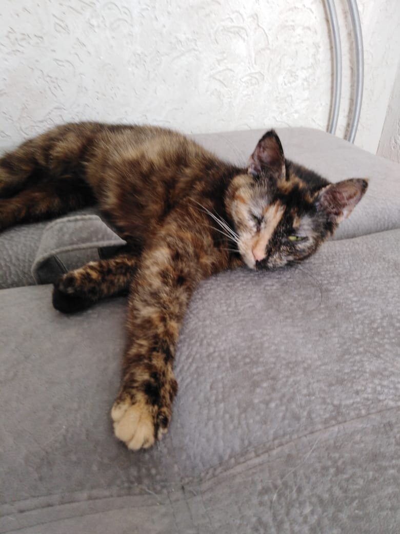 Кошка Таня-Фаня дома. Источник: зоопансионат "Альма", г. Воронеж.