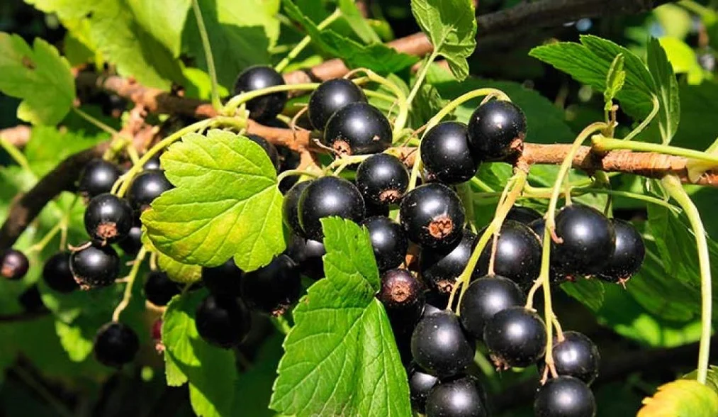 Яндекс.Картинки - Черная смородина