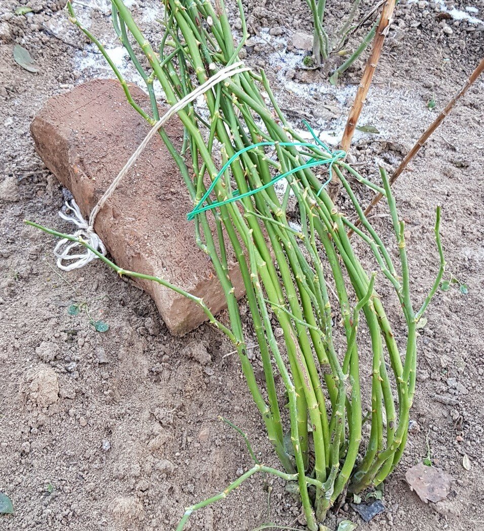 Укрытие плетистых роз на зиму. Укрытие плетистых роз. Подготовка роз к зиме. Обрезка роз на зиму. Укрытие почвопокровных роз.