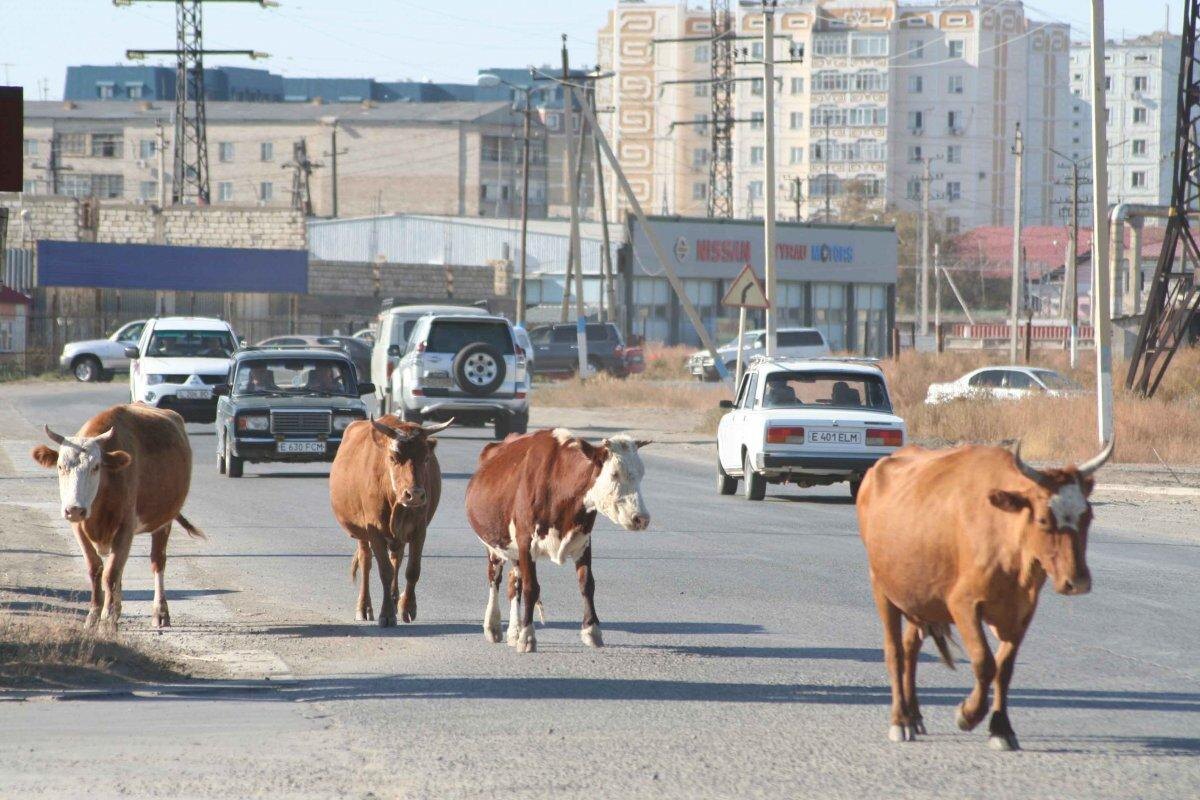 В Дагестане появилась новая штрафстоянка — для коров | Somanyhorses | Дзен