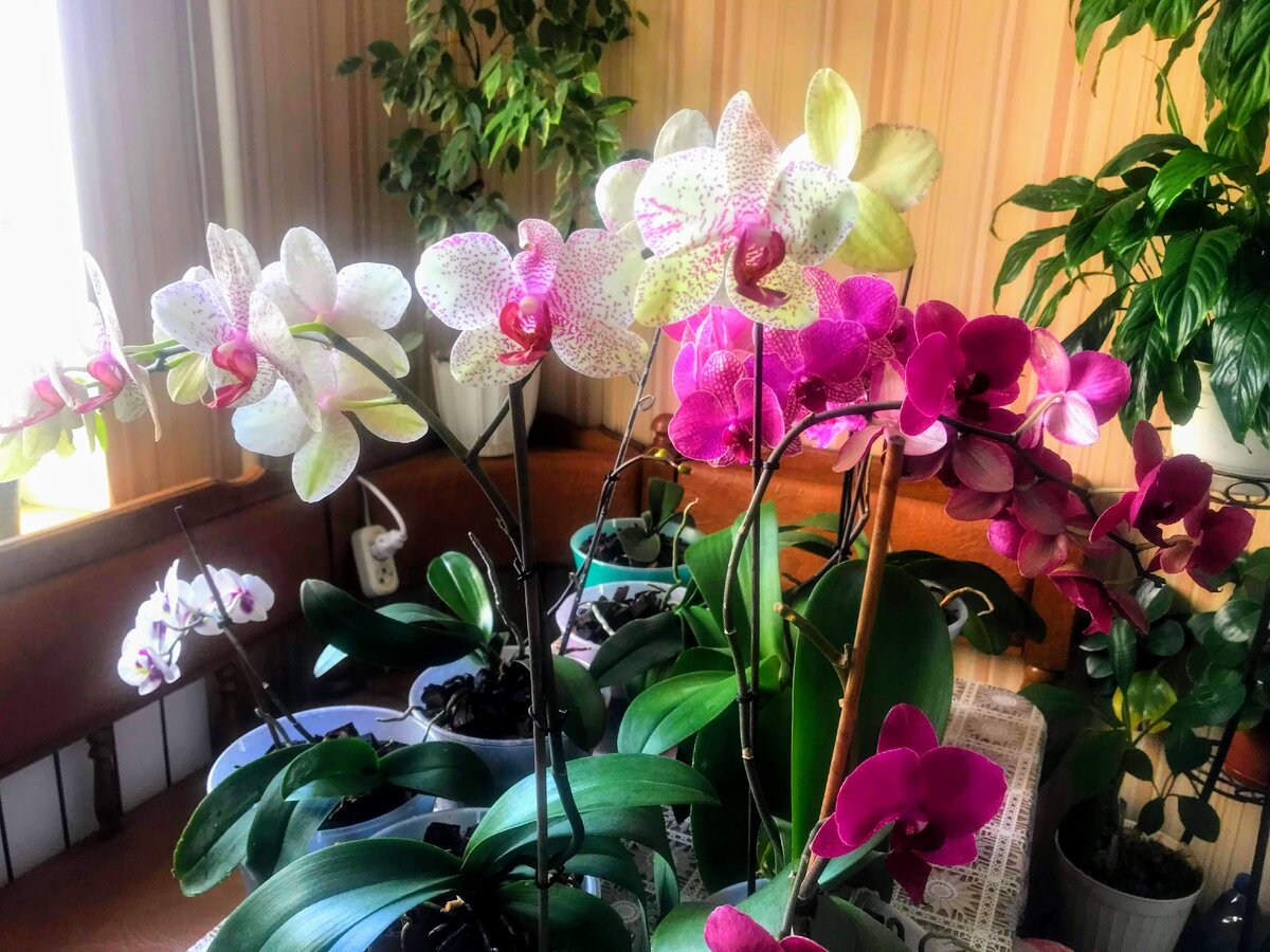 Людмила Немлиенко