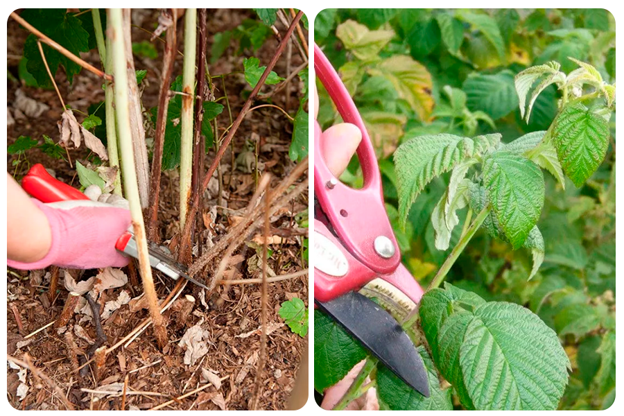 обрезка малинника