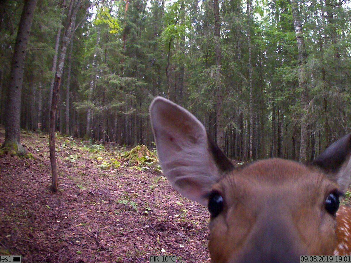 Проявляет интерес) Сработка GSM-фотоловушки KUBIK