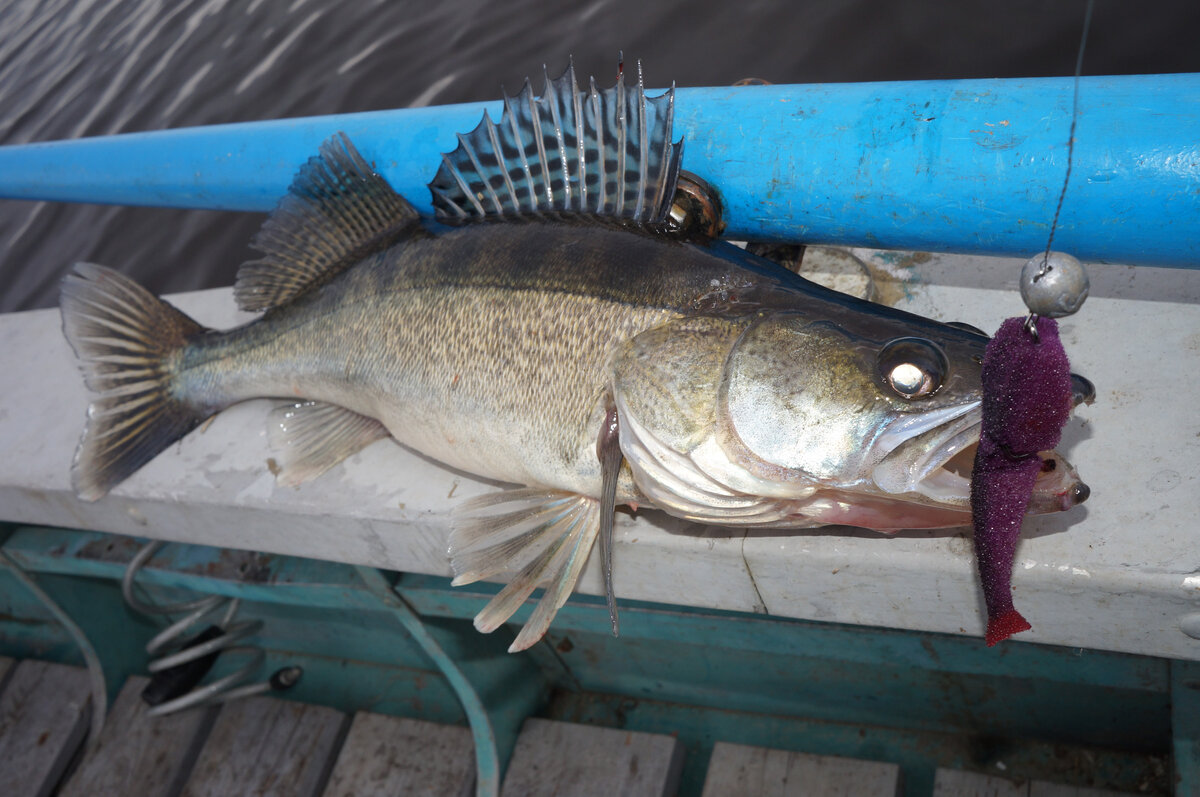 Поролонка - неувядающая классика!