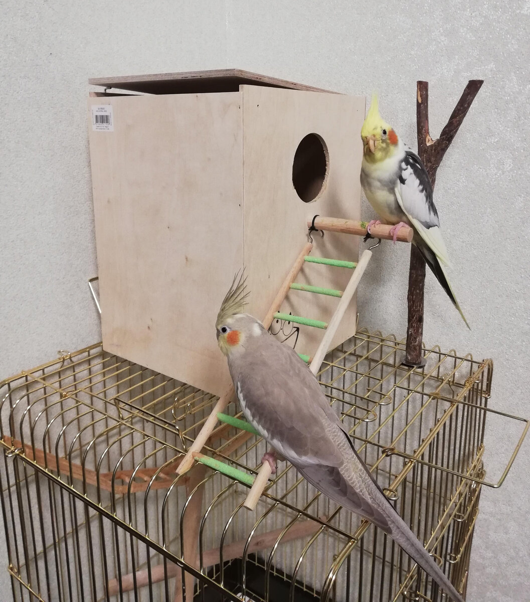 Пепси и Джи со своим домиком. Фото автора.