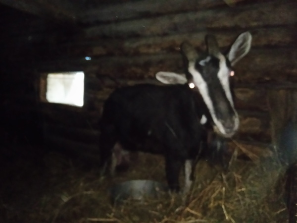 Агата в бывшем загоне. Постоянно в движении, сфотать нормально трудно))