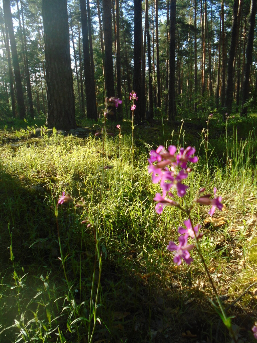 Вечерний лес