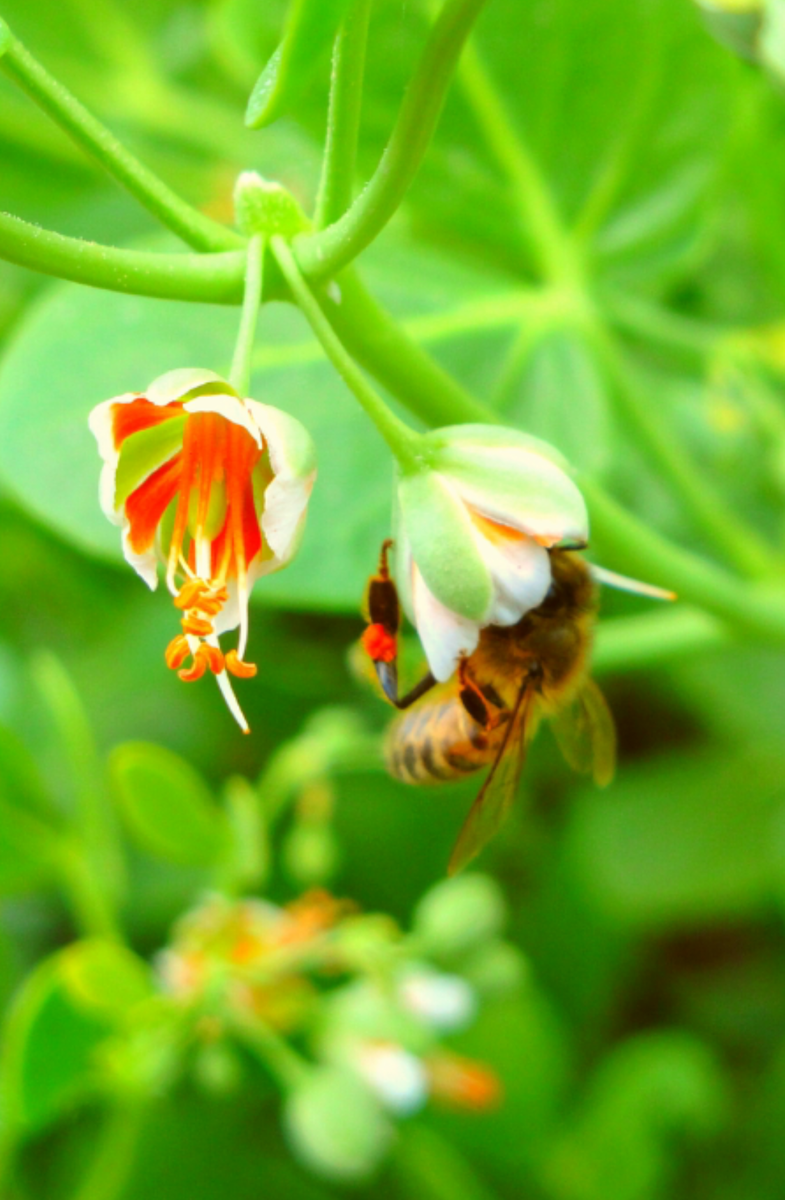 Foto: www.gench-honey.com