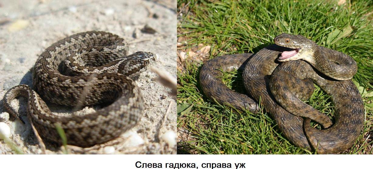 Водяной уж: Полезная и хорошая змея, которую в России всё время путают с гадюкой и убивают за зря6