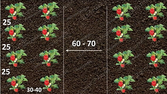 Какого числа можно посадить землянику. Закладка плантаций земляники. Календарь посадки клубники. Схема защиты земляники садовой. Посадка земляники на рассаду.