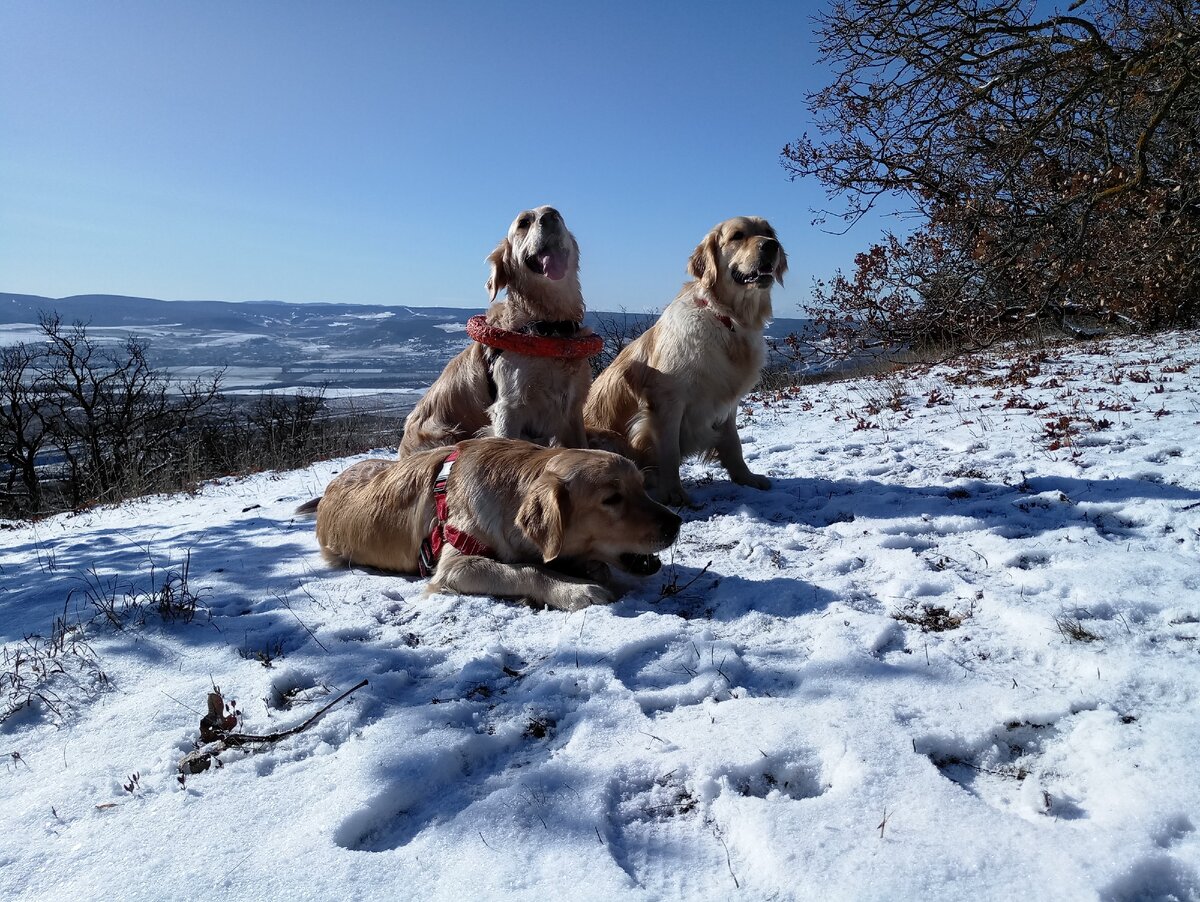 Ляля, Куба и Бетти на первом февральском снегу