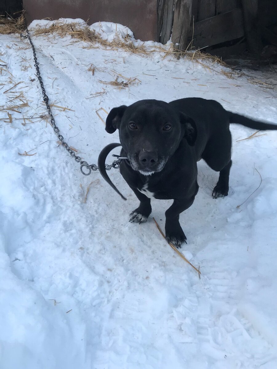 Это герой повествования  - Гоша!
