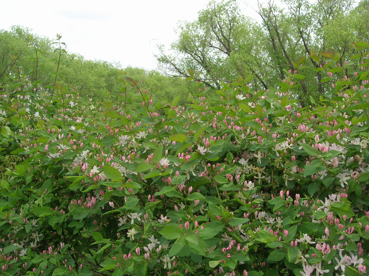 Буйное весеннее цветение