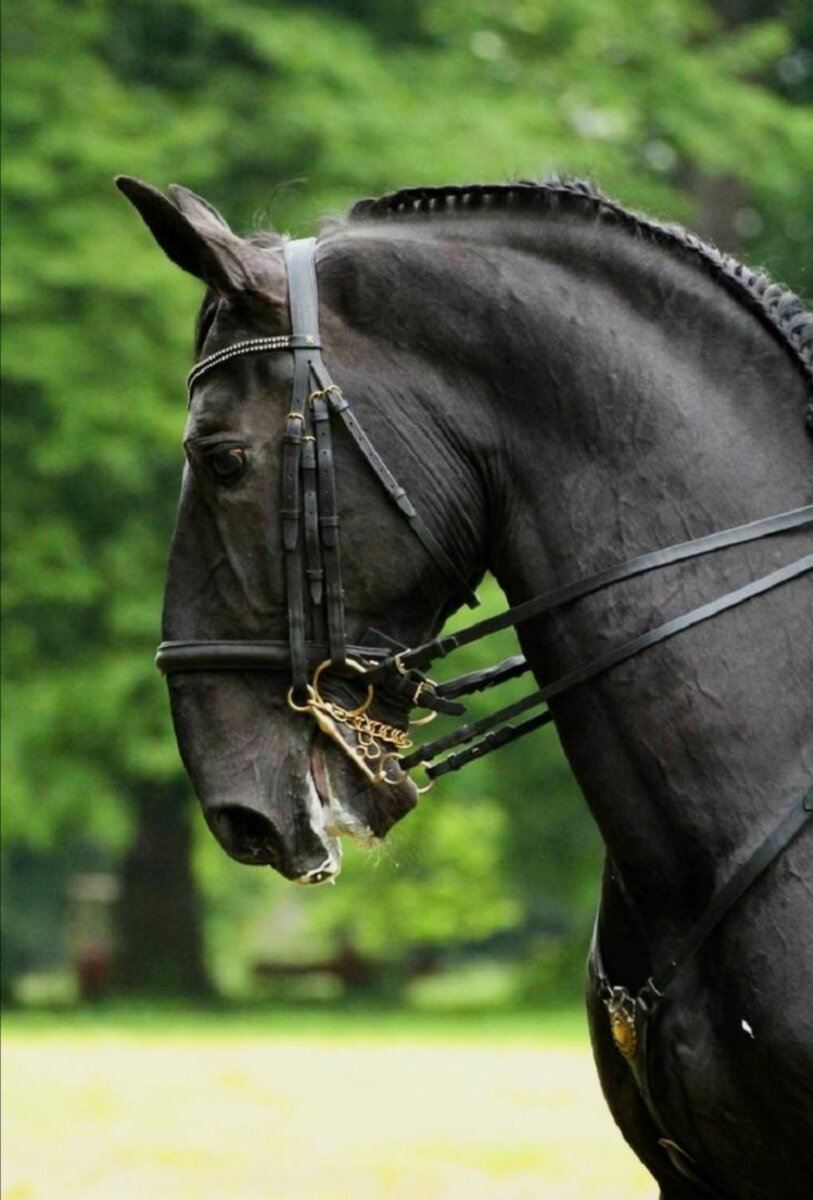 Кладрубская лошадь