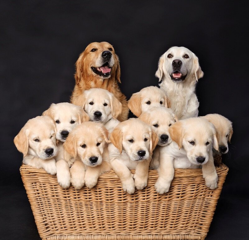 Золото бывает разным. Разберемся в особенностях оттенков!