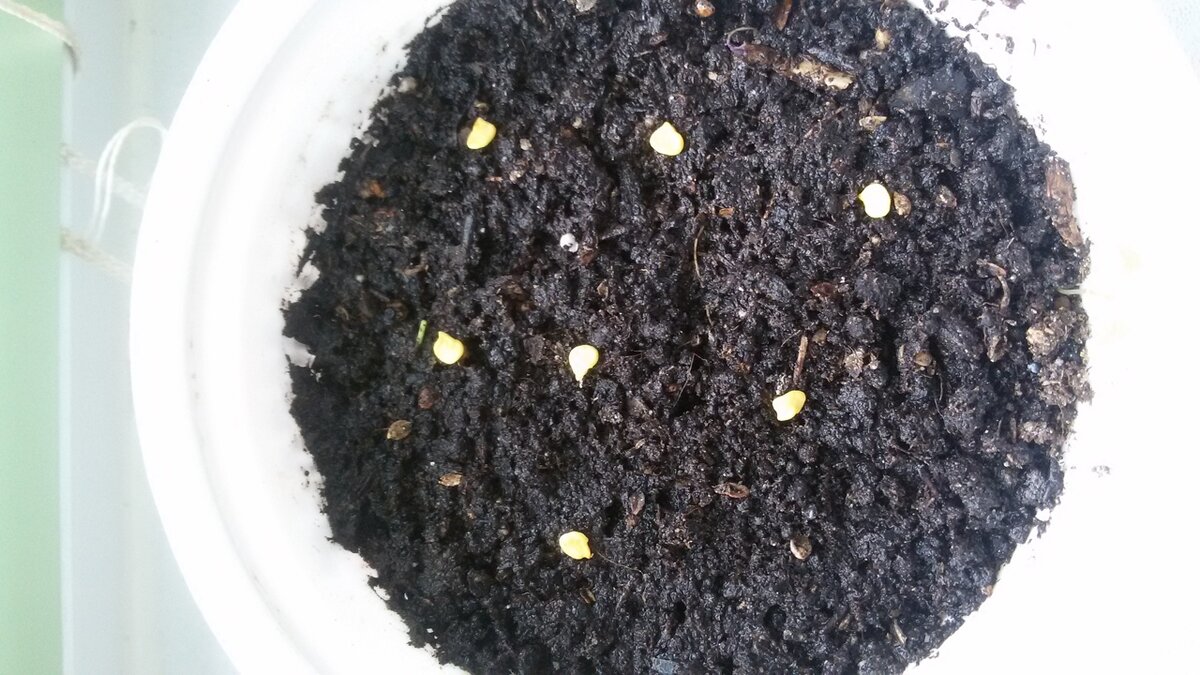 Посев перчиков.