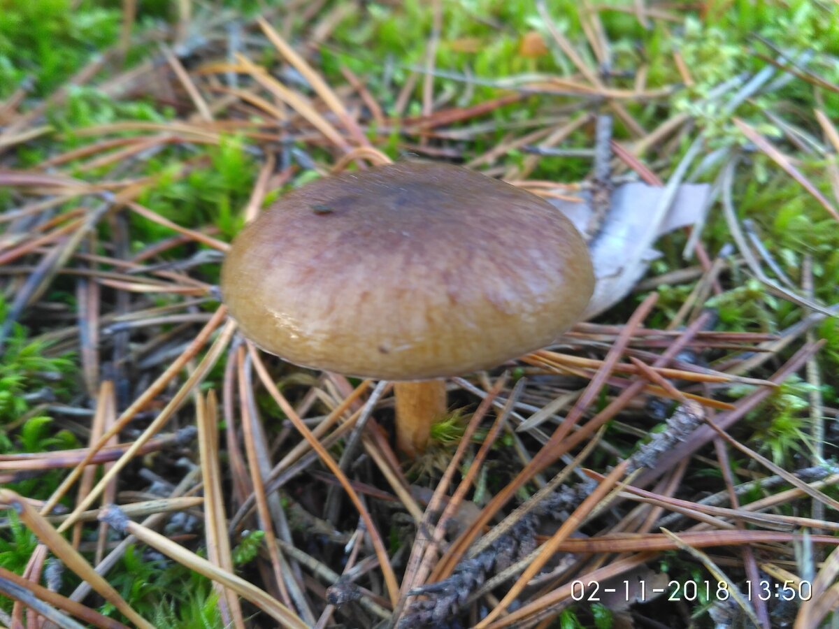 Очень вкусные грибы в мещерских лесах, но не все их знают | Прогулки по ...