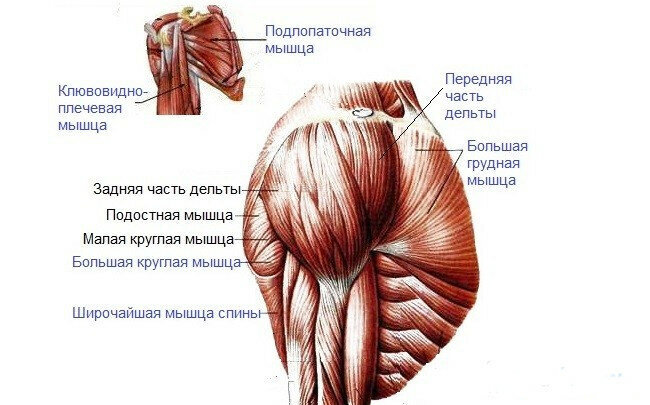 Акромиальная часть дельтовидной мышцы