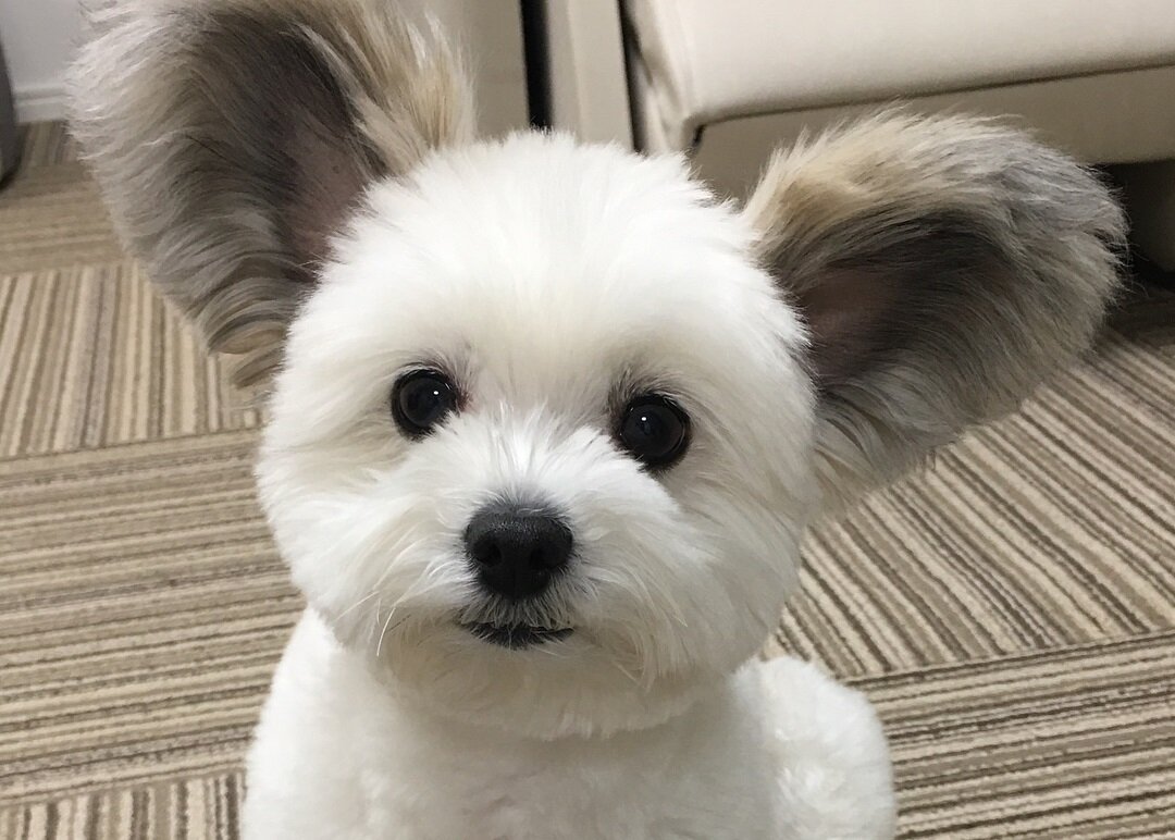 Собака Микки Маус