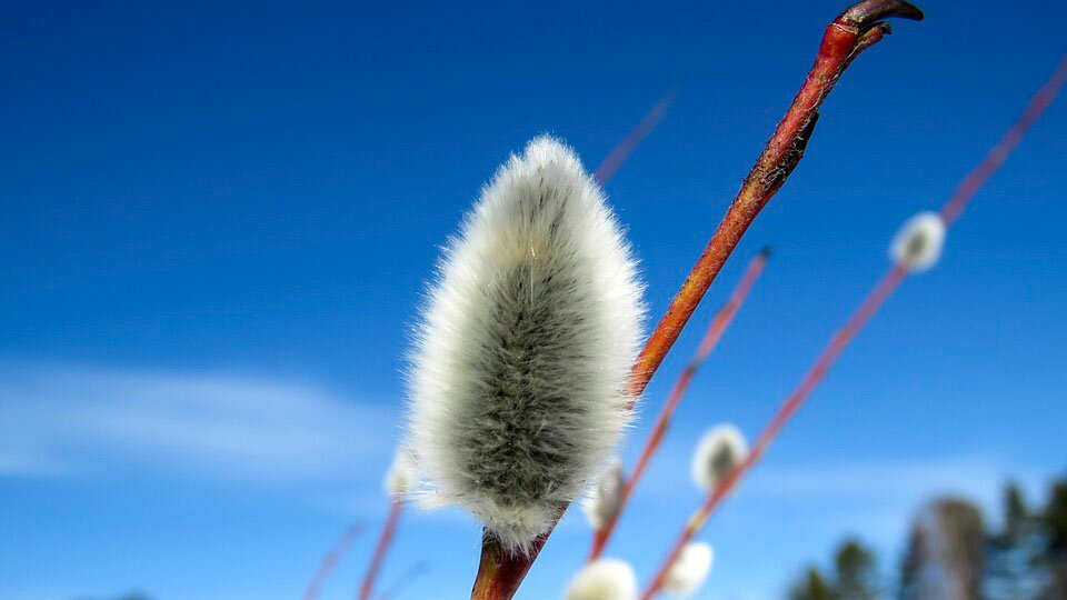 Изображение: pixabay.com