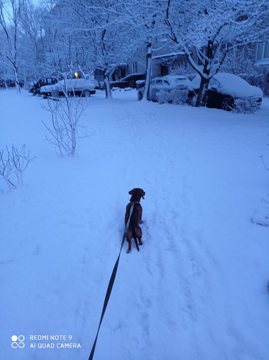 Прогулка с пёсиком с утра. 