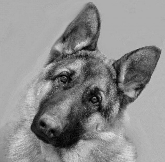 Фото из открытого источника Яндекс 