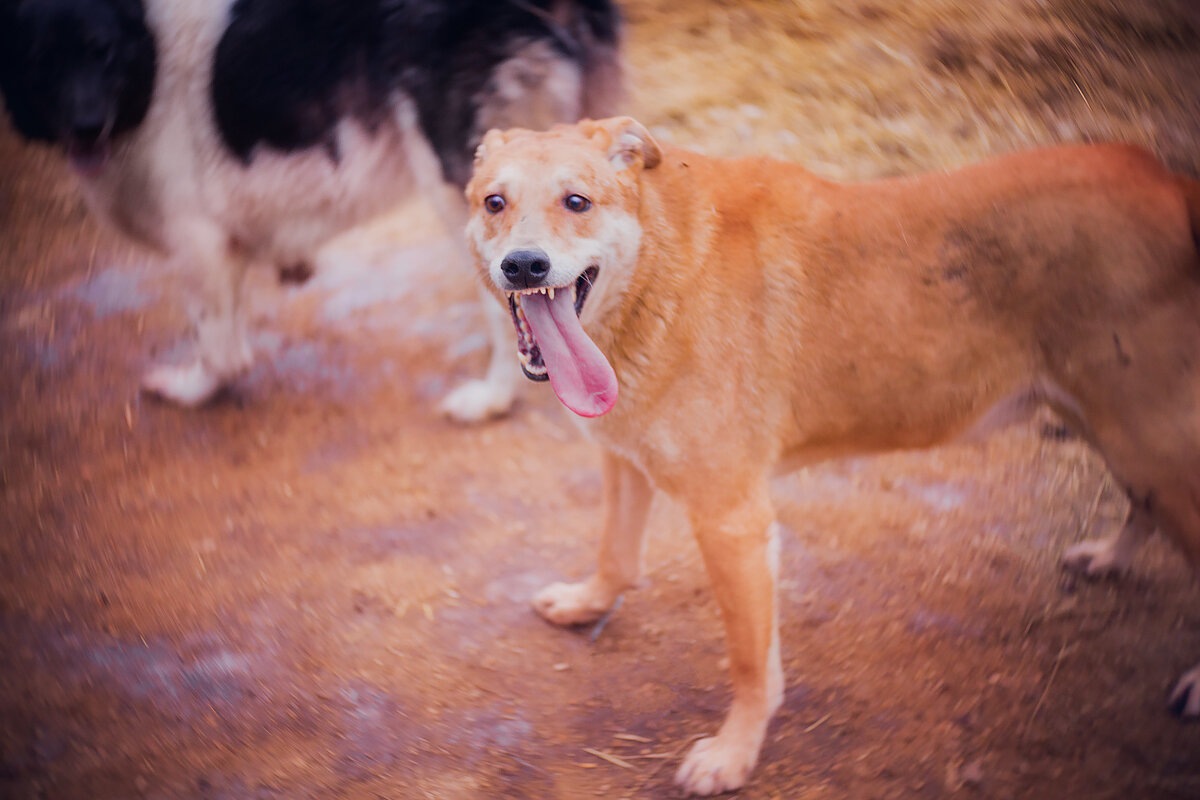 Да, это Астрид)))