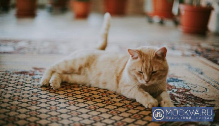  Кот. Фото: «Москва.ру»/Мария Добрыгина