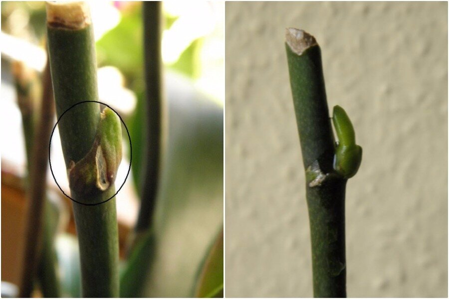 Почки на орхидее. Детка орхидеи на цветоносе. Орхидея фаленопсис цветонос. Орхидея детки на цветоносе почка. Детка орхидеи на цветоносе.